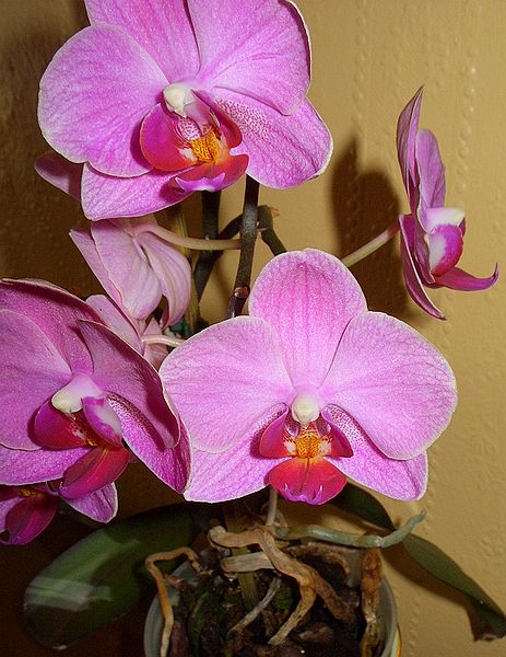 Pink Orchids
