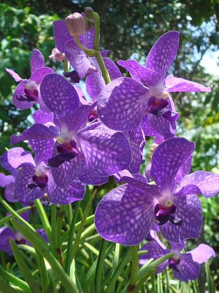 Purple Orchids