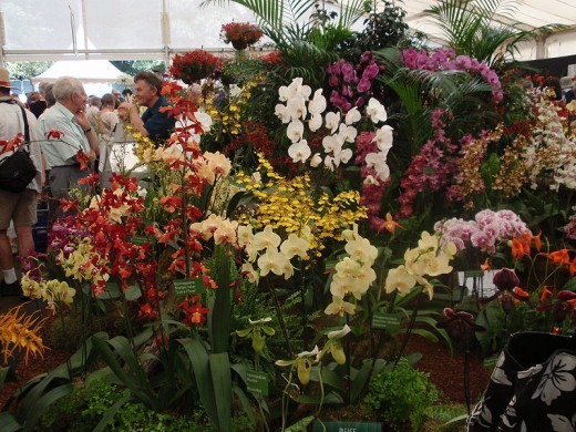 Variety of Orchids