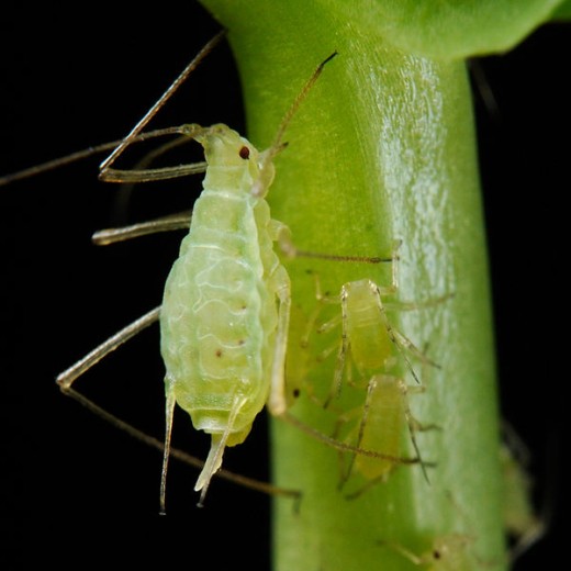  A Pea Aphid
