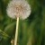 The "blow-ball", a dandelion clock of seeds held up and tall.