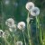 The dandelions grow old together. Their friends and the wind help the fruits to scatter.  They open in dry weather, softly releasing their fruits so tender.