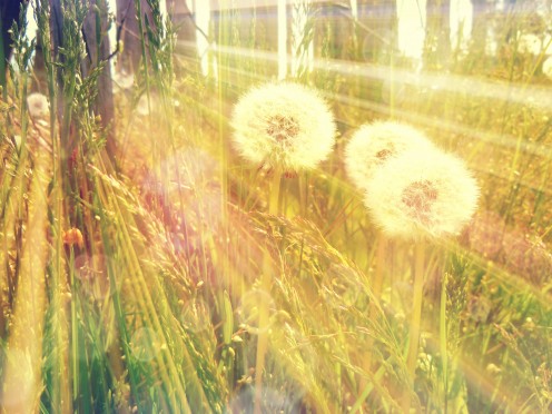 The light overhead finds its way through the fence beaming behind us unselfishly; To glorify our departure on Earth, as new dandelions will follow on a story.