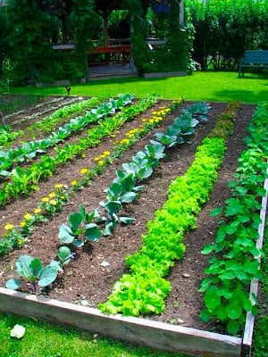 The typical image of a food garden.