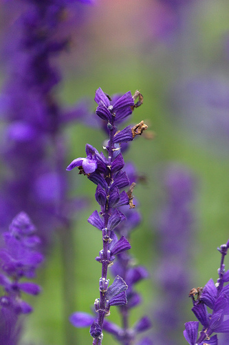 Lavender—Dennis Wong (Flickr.com)
