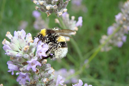 Lavender Bumble bees in the garden—Ceinwyn13 (Flickr.com)