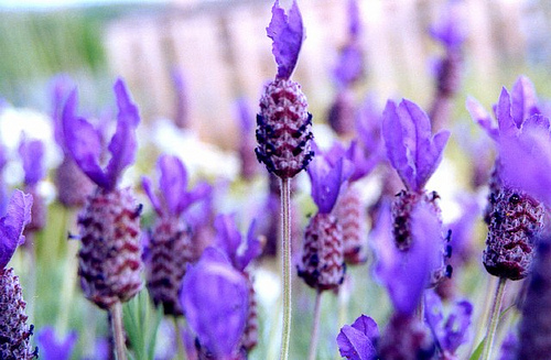 English lavender, whatwhenwhere french lavender 016jpg—doustpauline of whatwhenwhere… (Flickr.com)