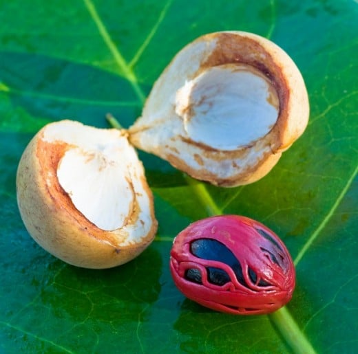 nutmeg, a powerful spice