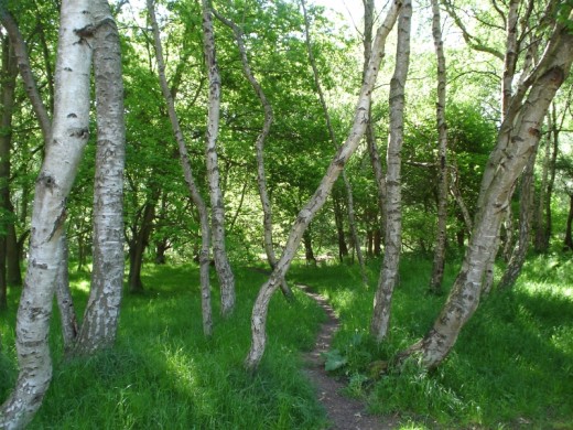 A glade of silver birch in Sherwood Forest.