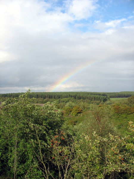 A view from the southern side of the forest- looking northeast.