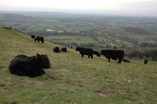 Cattle regularly graze the hillsides to keep the grass short. These Dexter cattle are hardy as conditions can become brutal in the winter.