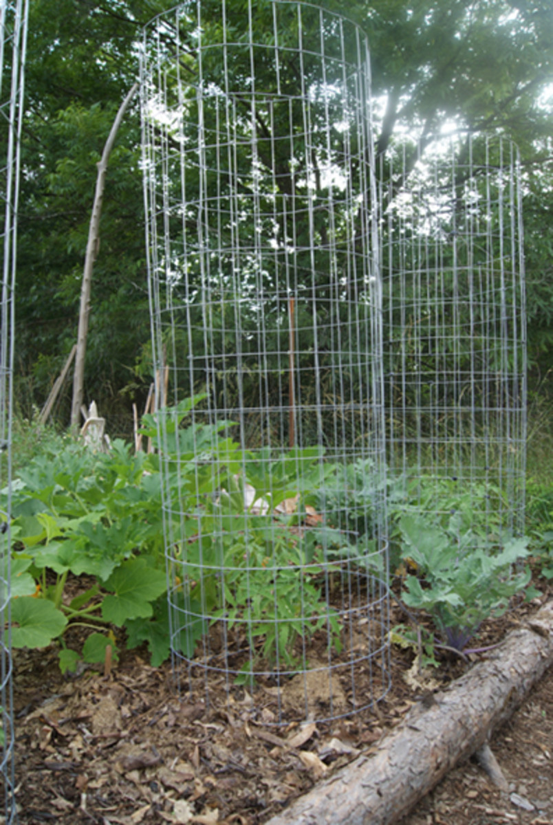 Installed tomato cage with young tomato plant