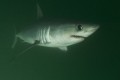Largest Shark Ever Caught in British Waters