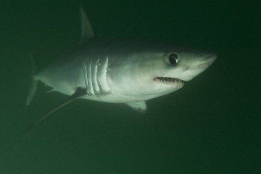 porbeagle shark
