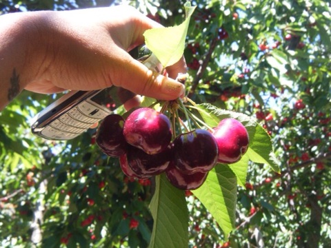 Look at the LIFE in that fresh picked organic cherry! Bing cherries are the most popular variety at cherry orchards in Bretwood, CA. 