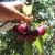 Look at the LIFE in that fresh picked organic cherry! Bing cherries are the most popular variety at cherry orchards in Bretwood, CA. 