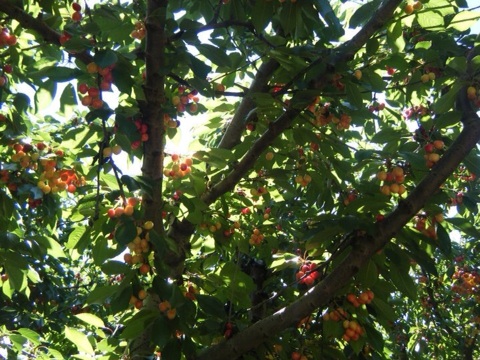 Ranier cherries.