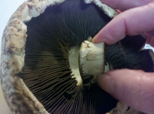 Destemming a mushroom.  Save the stems for stock later on.  