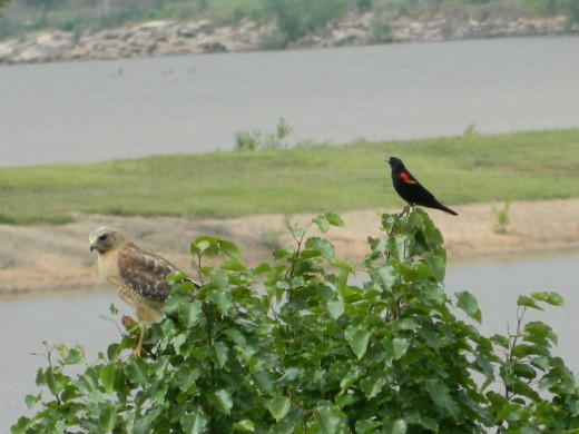 Red-Winged Blackbird Harassing Hawk