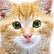 Cryptnar profile image