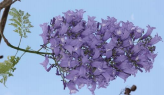 Close-up of one flower (a tree has  tons of them)