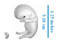 Embryo