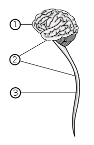 1. Brain 2. Central Nervous System 3. Spinal Cord