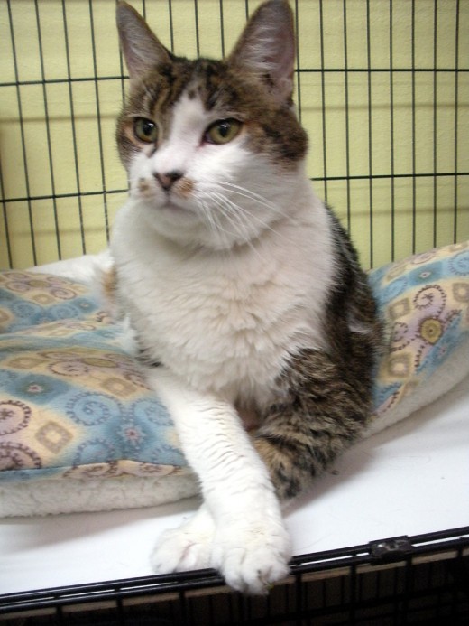 Eva--a real sweeheart, but an older kitty; she had some arthritis, and needed help in and out of her cage