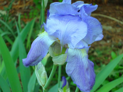 Light Blue Iris 