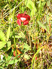 The Pitcher plant flower. 