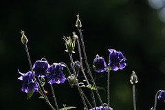 Dark purple columbine waving on slender stalks.