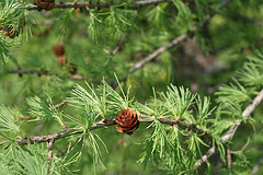 Tamarack, such a beautiful silvery green in the spring.