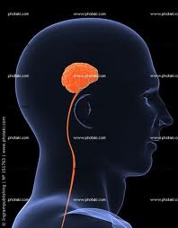 The brain of a bully while bullying?
