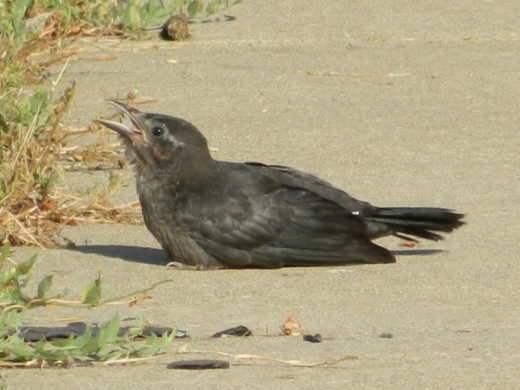 Fledgling Great-Tailed Grackle