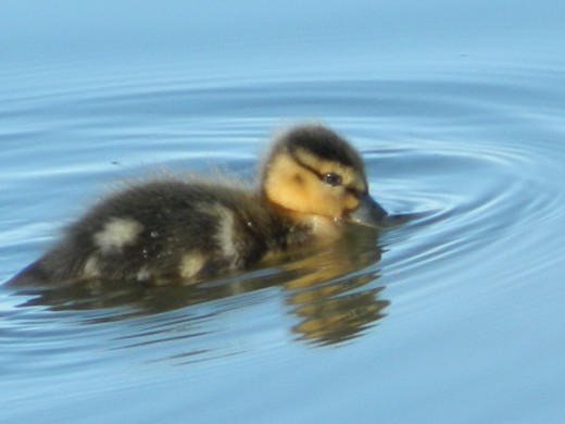 Mallard Duckling