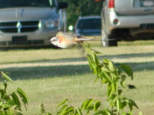 Scissor-Tailed Flycatcher