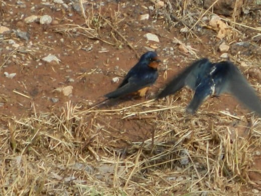 Barn Swallows