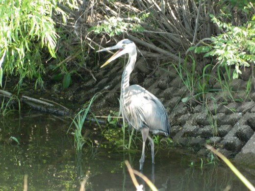 Great Blue Heron