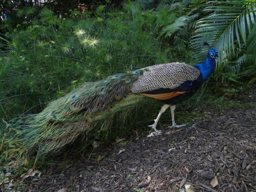 A peacock at the Palm Beach Zoo