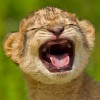 AshleyVincent profile image