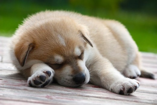 Pets are your loyal companions who never complain.