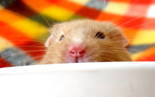 Even a tiny little hamster can be the biggest joy in someone's life.