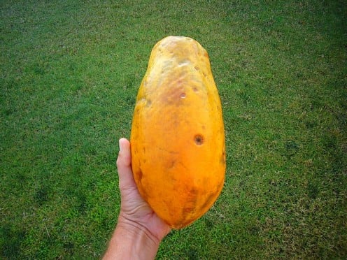 Papaya (whole)