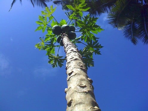 Papaya Tree