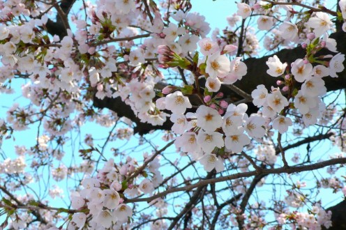 Sakura