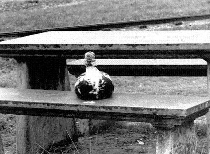 Share your picinic with the ducks at the park.
