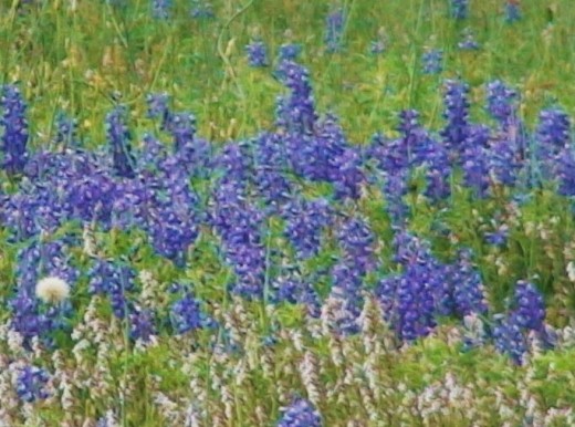 Pick wildflowers.