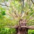The giant Banyan tree