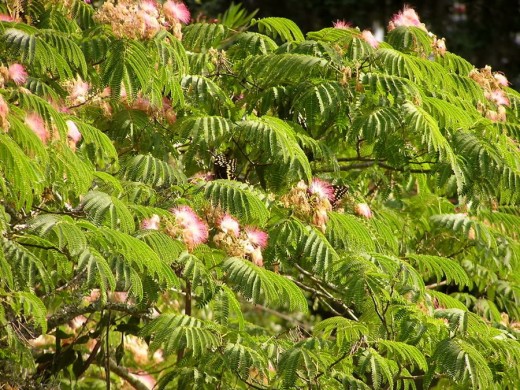 Mimosa Trees: Beautiful, Exotic, Aromatic, and Threatening? | Dengarden