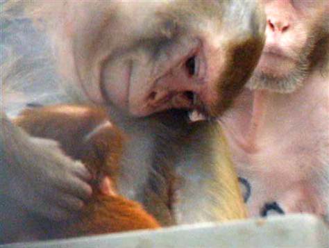 Monkeys treat their young very similarly to us humans